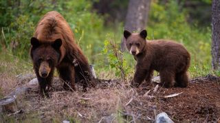 14 apeluri au fost &icirc;nregistrate &icirc;n ultimele două zile pentru &icirc;ndepărtarea unor urşi &icirc;n județul Harghita