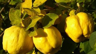 Compot de gutui pentru iarnă rețetă