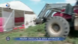 Păsări crescute în ferma viitorului