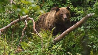 Bărbat atacat de urs în județul Prahova. Victima s-a ales cu răni grave în urma atacului