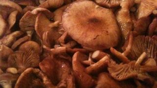 Ghebe la borcan pentru iarnă. 3 rețete de ciuperci murate pe care să le &icirc;ncerci