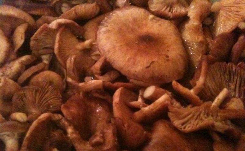 Ghebe la borcan pentru iarnă. 3 rețete de ciuperci murate pe care să le încerci