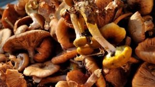 Ghebe la borcan pentru iarnă. 3 rețete de ciuperci murate pe care să le &icirc;ncerci
