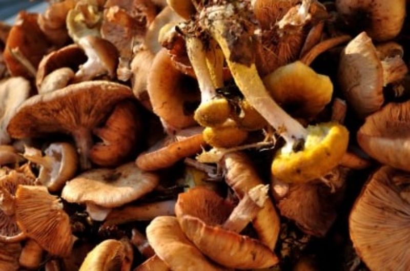 Ghebe la borcan pentru iarnă. 3 rețete de ciuperci murate pe care să le încerci