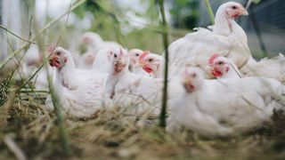 Virusul gripei aviare