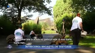 &Icirc;ntrecerea broaștelor țestoase