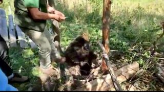 VIDEO | Aproape 12 ore de chin a îndurat un urs blocat într-un gard de sârmă ghimpată până să fie salvat