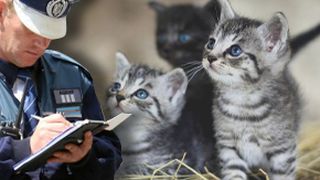 VIDEO | Un bărbat din București, amendat după ce a abandonat 5 pui de pisică pe stradă. Ce sancțiune a primit