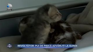 Revoltator - pui de pisica azvarliti la gunoi