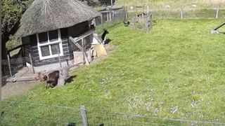 O capră și un cocoș i-au salvat viața unei găini