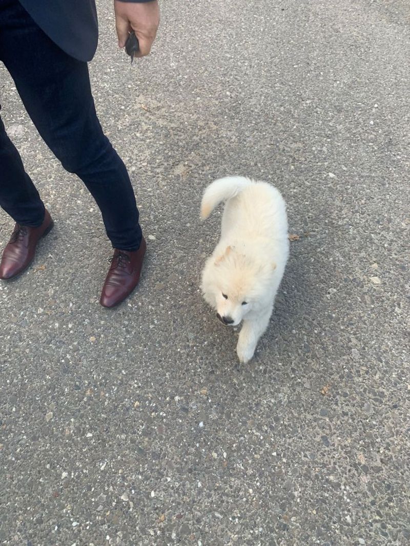 Polițiștii din Iași au rezolvat un caz mai rar întâlnit