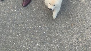 Polițiștii din Iași au rezolvat un caz mai rar &icirc;nt&acirc;lnit