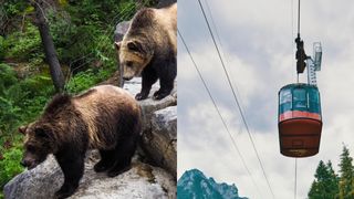 Zece oameni au rămas blocaţi în telecabină din cauza unui urs