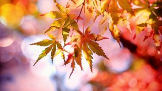 Vremea în weekendul 18-19 septembrie 2021. Ce spun meteorologii?