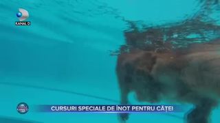 Cursuri speciale de inot pentru catei