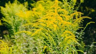 Alergie ambrozie: Simptome şi tratament