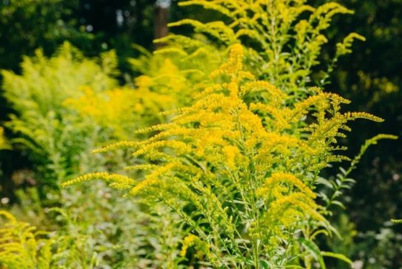 Alergie ambrozie: Simptome şi tratament