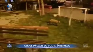 Ursul păcălit de vulpe, în Brașov
