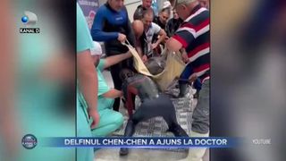 Delfinul Chen-Chen a ajuns la doctor
