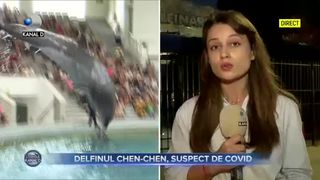 Delfinul Chen-Chen, suspect de COVID