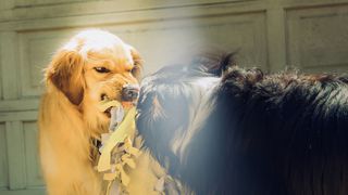 Femeie din Cluj, sf&acirc;șiată de c&acirc;ini &icirc;n timp ce se plimba cu băiețelul de numai 4 ani