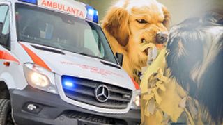 Femeie din Cluj, sf&acirc;șiată de c&acirc;ini &icirc;n timp ce se plimba pe stradă cu băiețelul de numai 4 ani