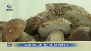 Gălbiorii, mai prețioși ca trufele