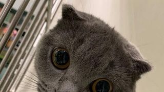 VIDEO | Operație în premieră, în România. O pisică ce suferea de o afecțiune extrem de rară a fost salvată