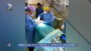 Pisică salvată printr-o operație delicată