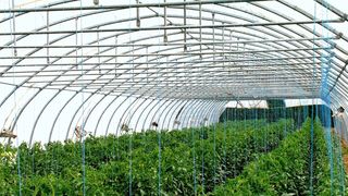 De ce să folosești plasa de umbrire pentru recoltele de legume