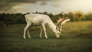 Autoritățile din Marea Britanie au ucis, din precauție, un cerb alb care alerga pe străzi