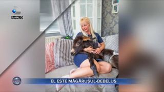 El este măgărușul bebeluș
