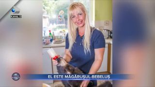 El este măgărușul-bebeluș