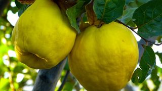 Reteta de sirop de gutui. Este un remediu foarte bun pentru tuse