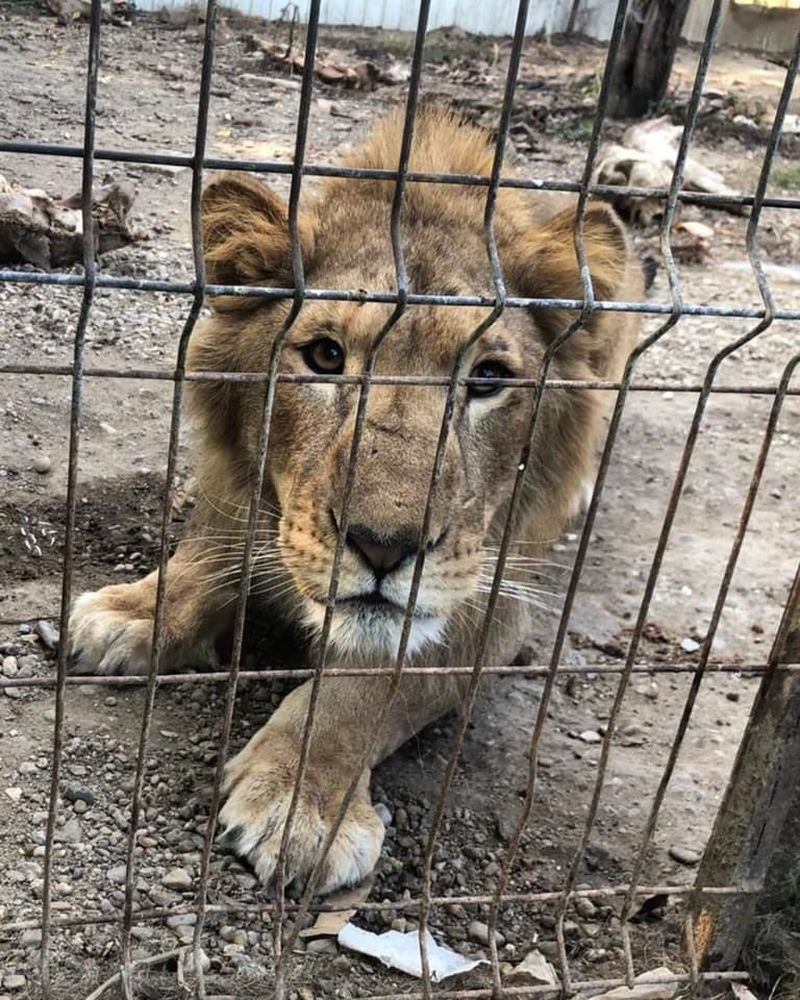 Leul folosit folosit de cântăreţul Dani Mocanu, ţinut într-un adăpost într-un sat din Dâmboviţa, a fost preluat şi va ajunge în Africa