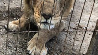 Leul folosit folosit de c&acirc;ntăreţul Dani Mocanu, ţinut &icirc;ntr-un adăpost &icirc;ntr-un sat din D&acirc;mboviţa, a fost preluat şi va ajunge &icirc;n Africa