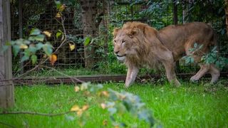 Leul folosit folosit de c&acirc;ntăreţul Dani Mocanu, ţinut &icirc;ntr-un adăpost &icirc;ntr-un sat din D&acirc;mboviţa, a fost preluat şi va ajunge &icirc;n Africa