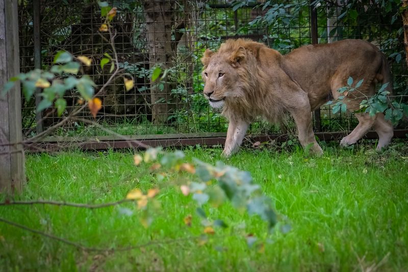 Leul folosit folosit de cântăreţul Dani Mocanu, ţinut într-un adăpost într-un sat din Dâmboviţa, a fost preluat şi va ajunge în Africa