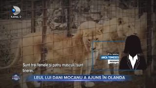 Leul lui Dani Mocanu a ajuns &icirc;n Olanda