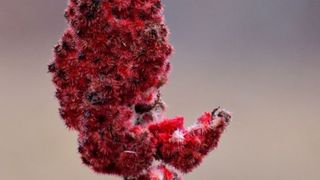 Ce este sumacul şi la ce preparate îl poţi folosi? Un condiment minune