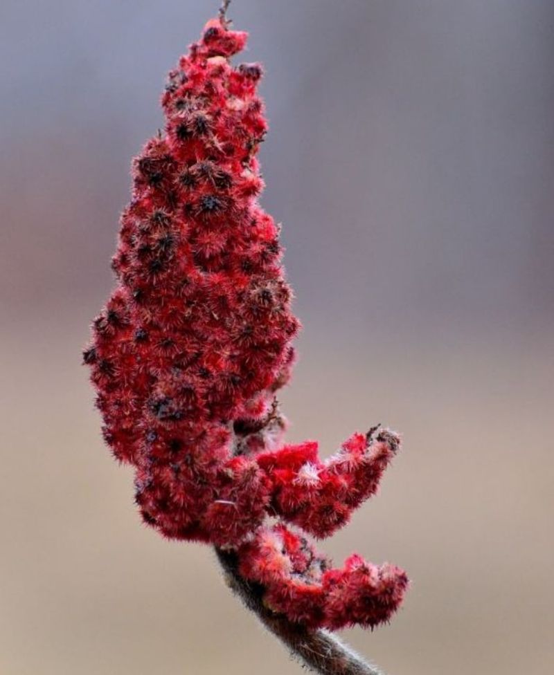 Ce este sumacul şi la ce preparate îl poţi folosi? Un condiment minune