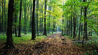 Scandal și focuri de armă în Olt. Un pădurar a fost prins în timp ce fura lemne