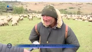 Oierit &icirc;n familie, &icirc;n lipsa ciobanilor