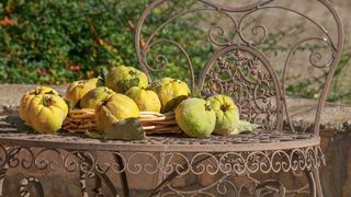  Reteta de dulceata de gutui fara zahar