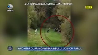 Anchetă după moartea ursului ucis cu parul