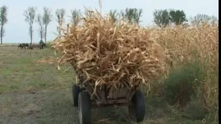 Accident TRAGIC. O fetiță de 10 ani a căzut din căruța plină cu coceni și a murit chiar sub ochii tatălui ei