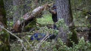 Un bărbat a fost grav rănit după ce un copac a căzut peste el