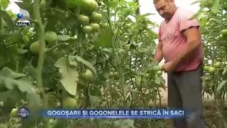 Gogoșarii și gogonelele se strică &icirc;n saci