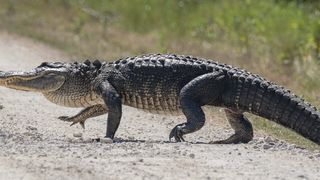 Un crocodil a ucis o fetiță sub ochii prietenilor ei, în Indonezia. Copiii se aflau la scăldat