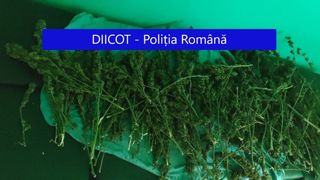 Polițiștii din Cernavodă au descoperit 100 de kilograme de cannabis: Un bărbat a fost reținut